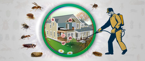 Affordable Pest Control: Say Goodbye to Unwanted Guests