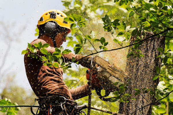 Tree Care Edmonton: Expert Tips for Healthy and Beautiful Trees