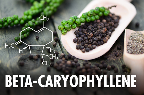 Understanding Caryophyllene Terpene Effects: A Key Player in Aromatherapy