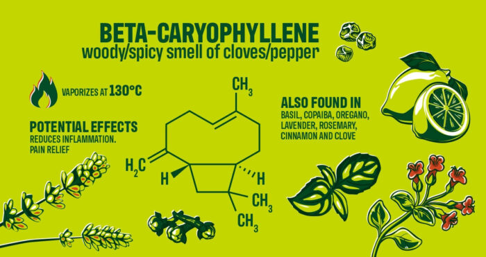 Caryophyllene Terpene Effects